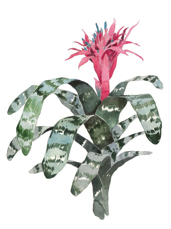 illustration lucile prache aechmea.jpg - Lucile PRACHE | Virginie